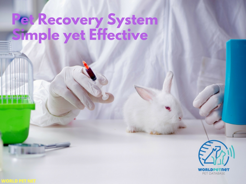 Microchip is a reliable identification form for all animals - pet recovery system